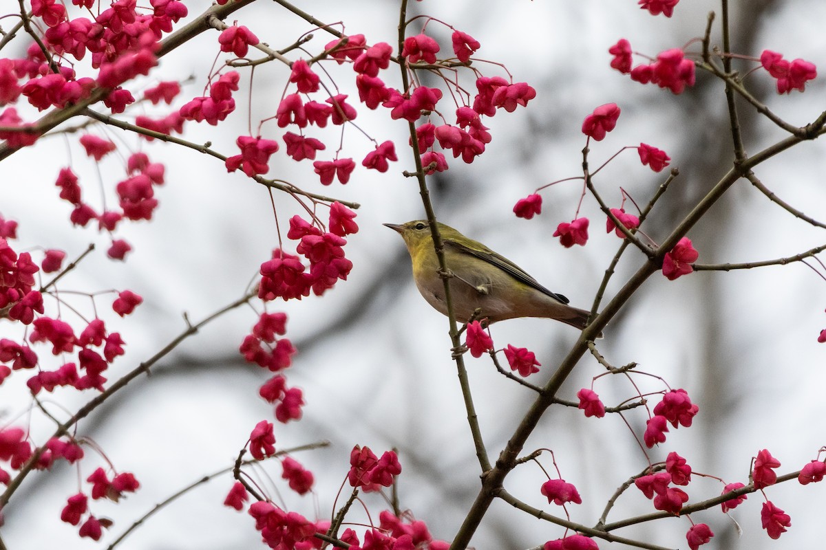 Tennessee Warbler - ML645683602