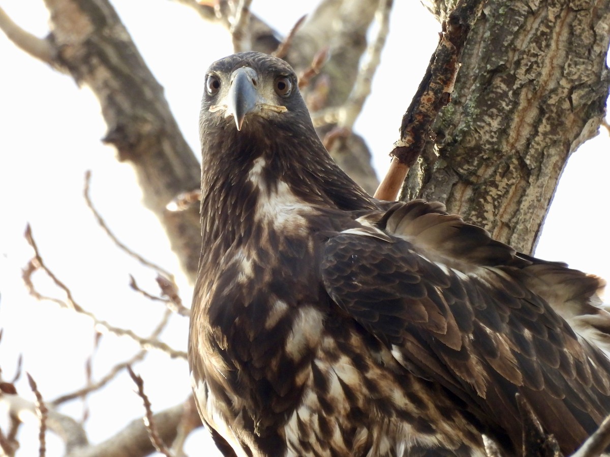 Bald Eagle - ML645683604