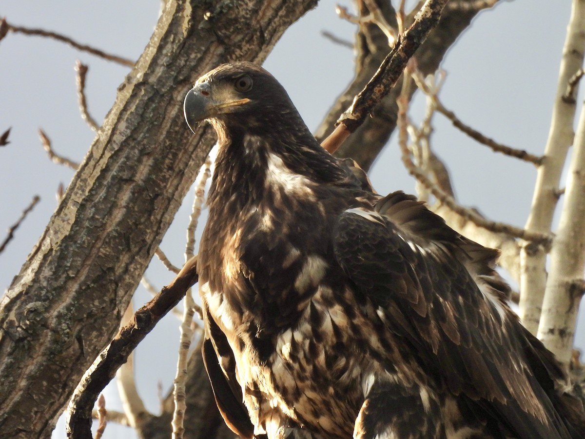 Bald Eagle - ML645683605