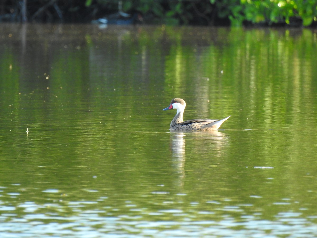 White-cheeked Pintail - ML645683606