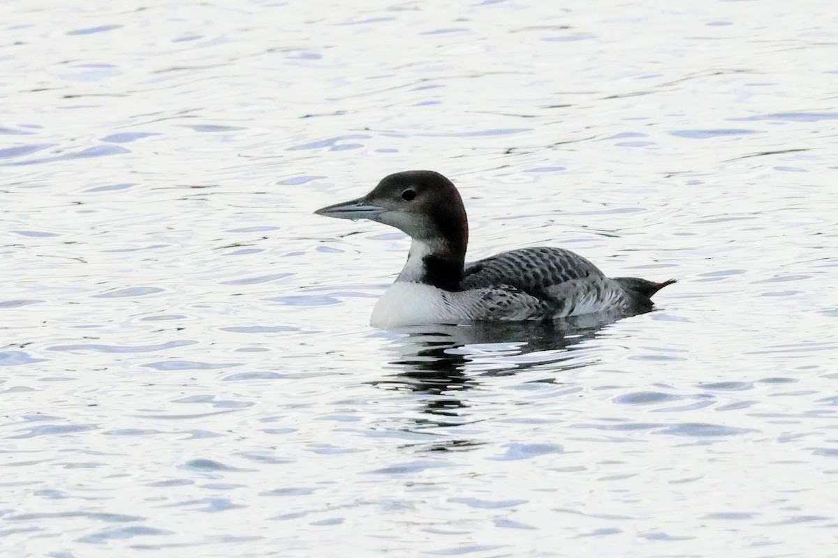 Common Loon - ML645683607