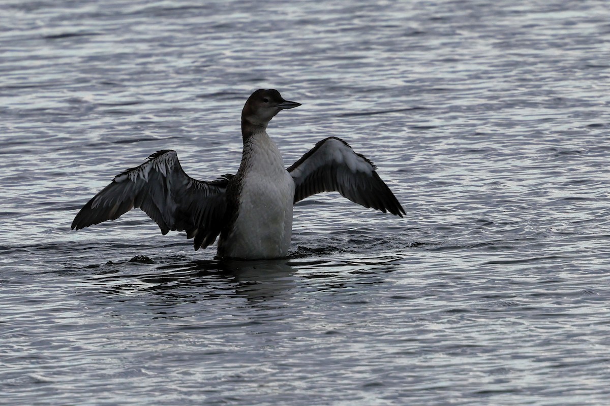 Common Loon - ML645683608