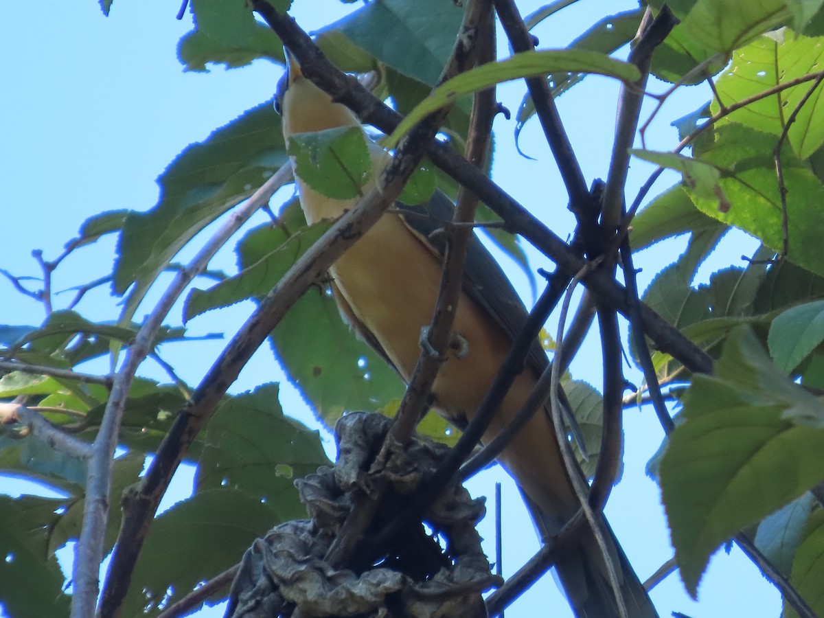 Mangrove Cuckoo - ML645683609