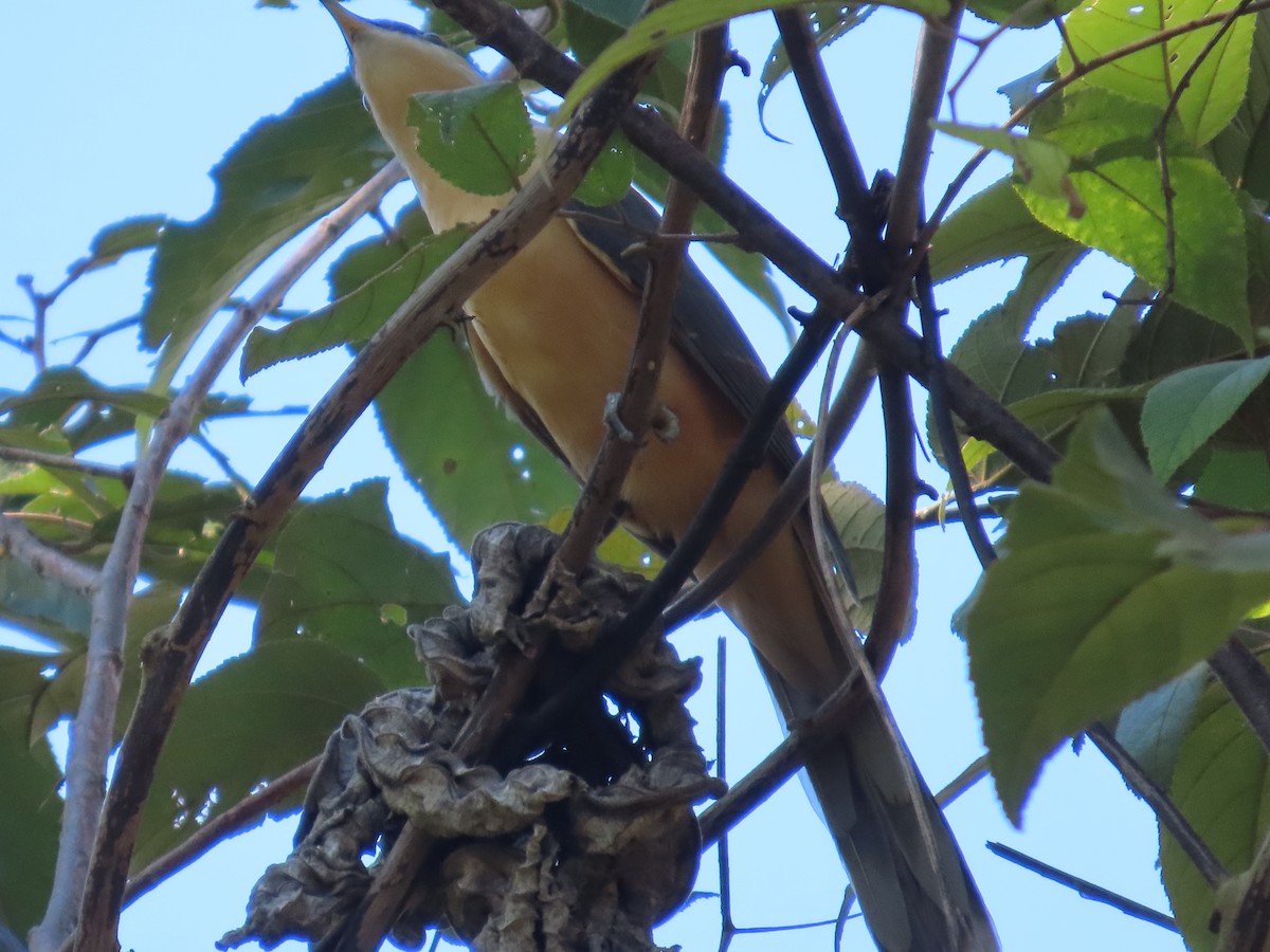 Mangrove Cuckoo - ML645683610