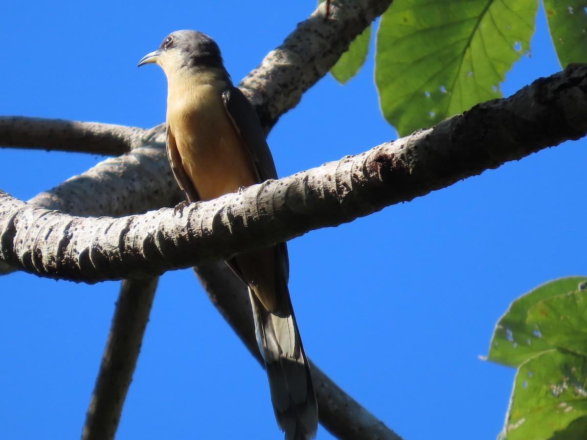 Mangrove Cuckoo - ML645683611