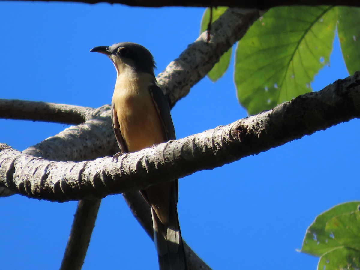 Mangrove Cuckoo - ML645683612