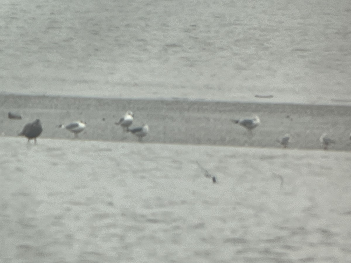 Laughing Gull - ML645683614