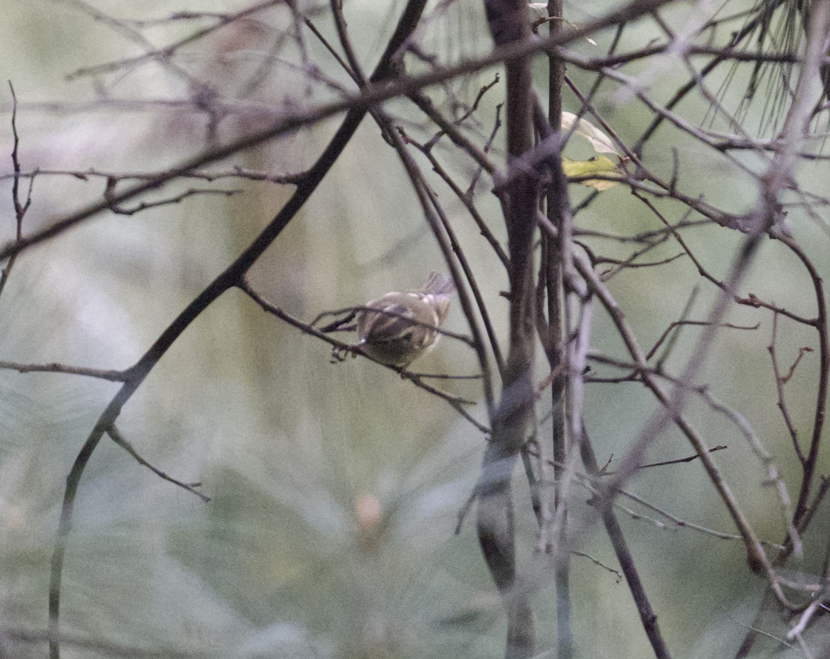 Sichuan Leaf Warbler - ML645683615