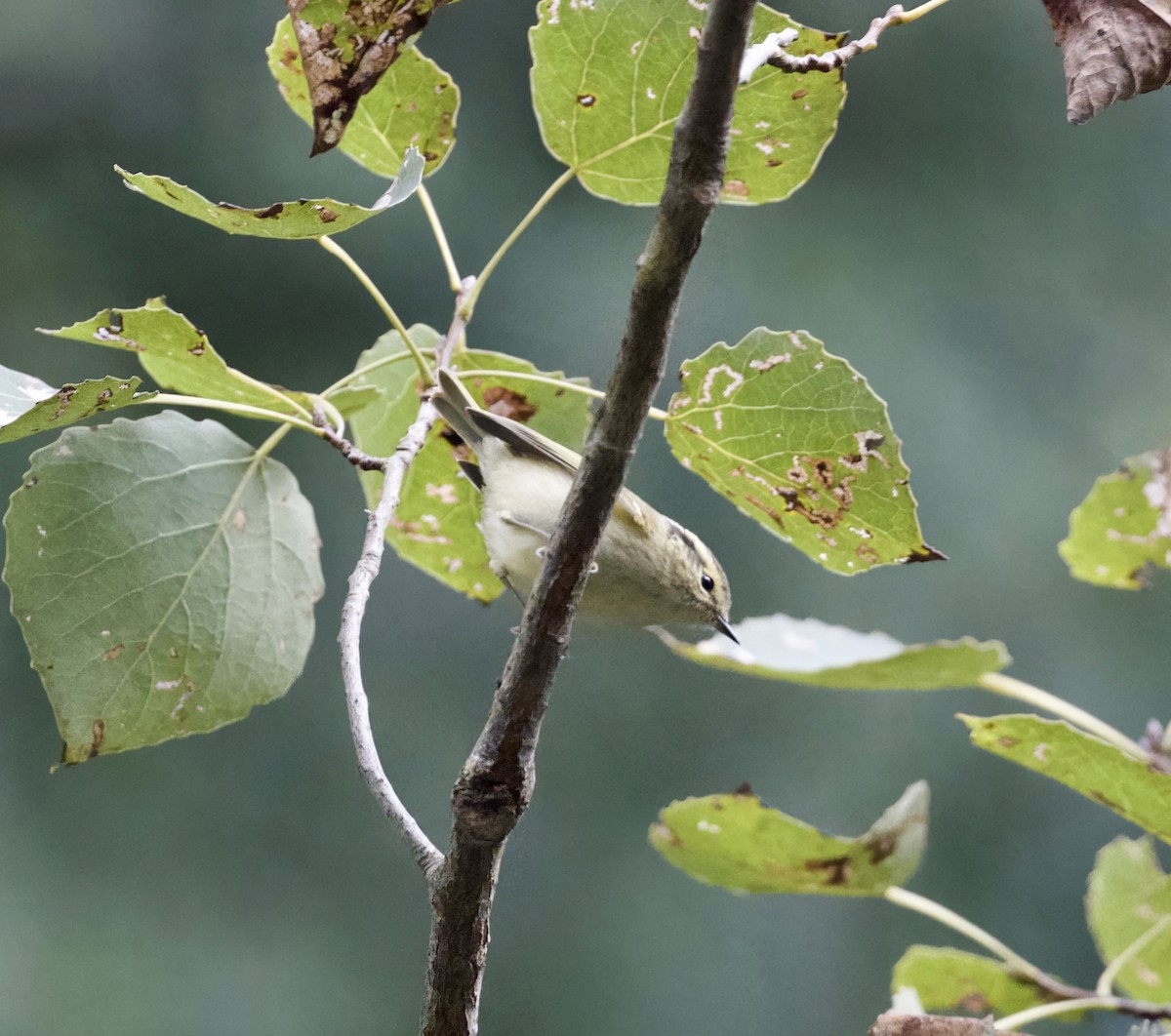 Sichuan Leaf Warbler - ML645683616