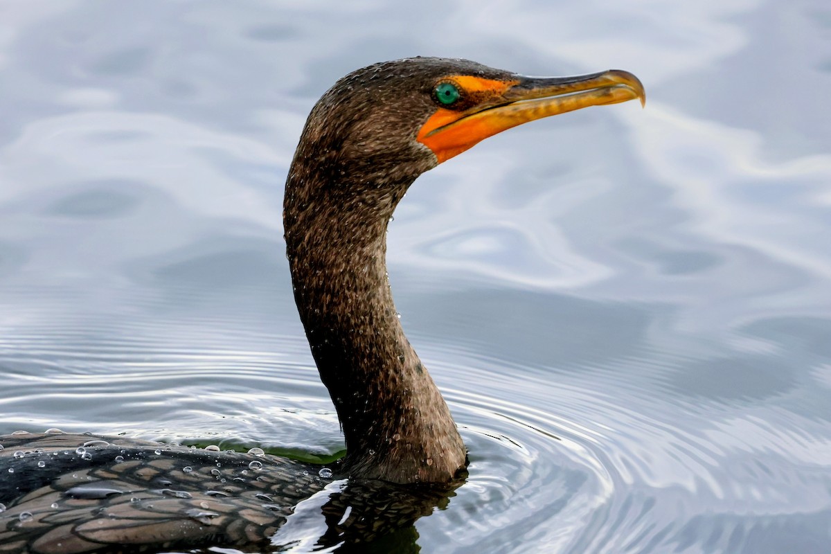 Double-crested Cormorant - ML645683617