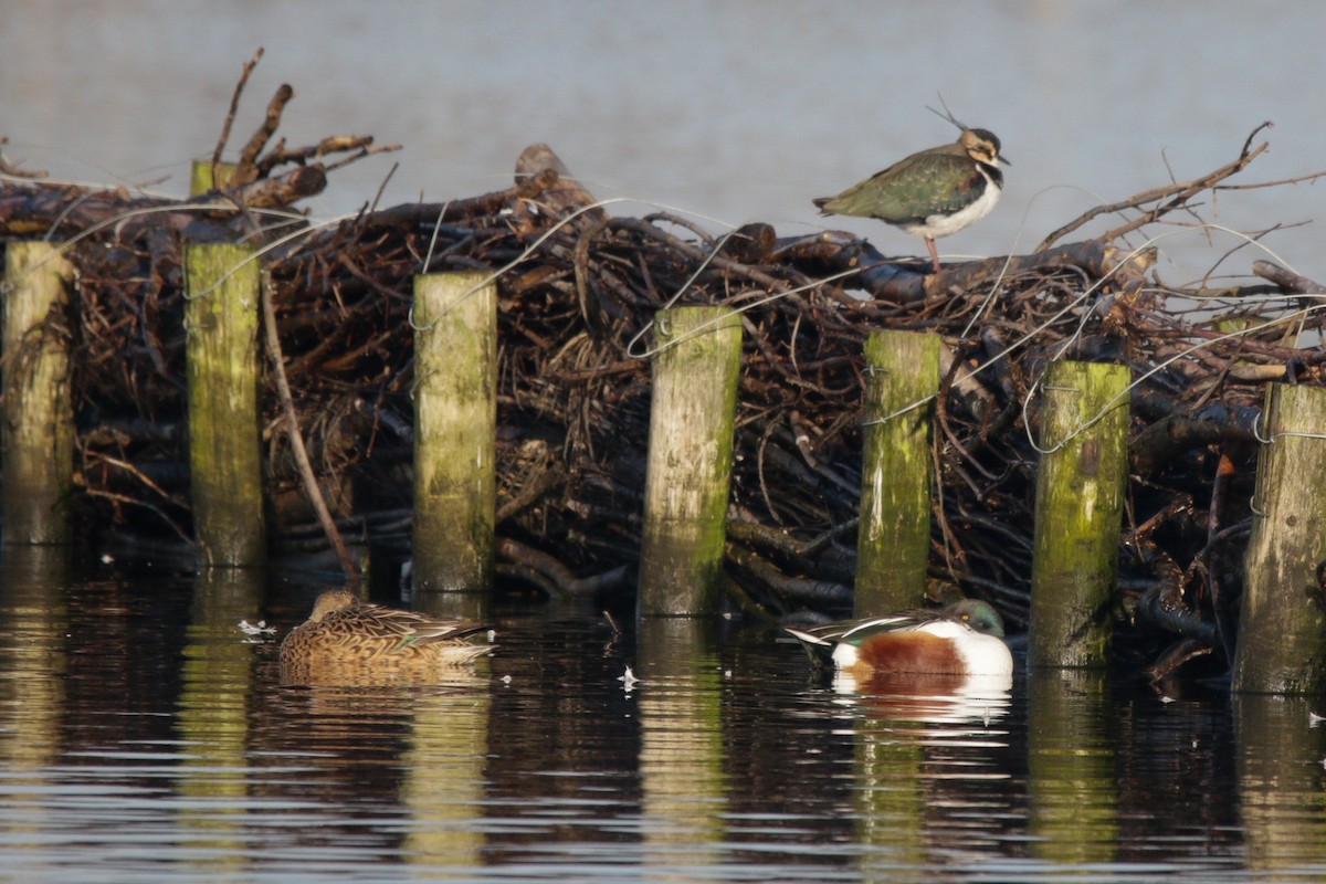 Northern Shoveler - ML645683618