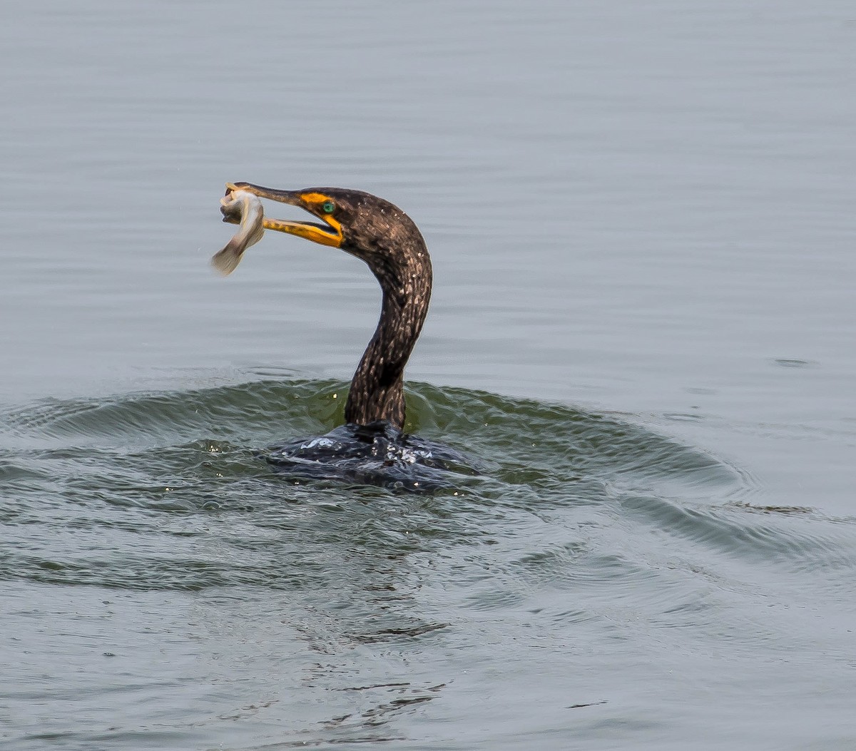 Double-crested Cormorant - ML645683622