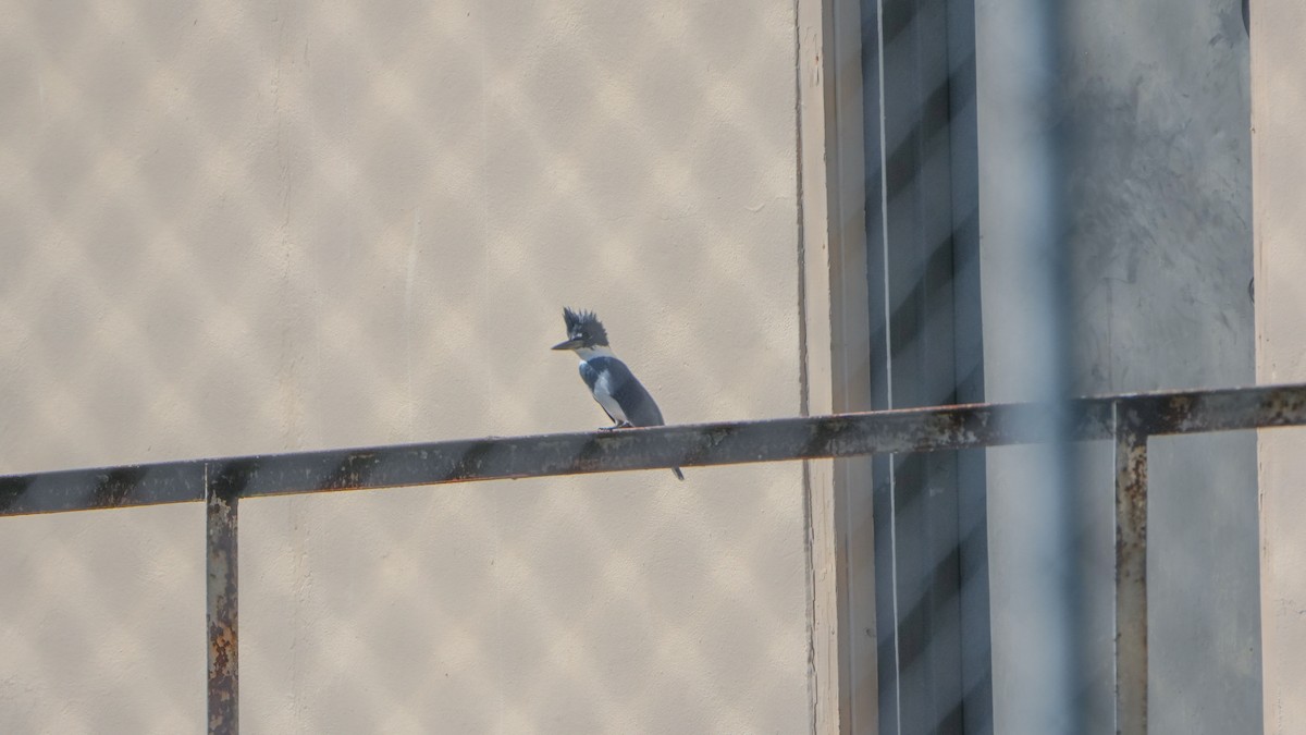 Belted Kingfisher - ML645683623