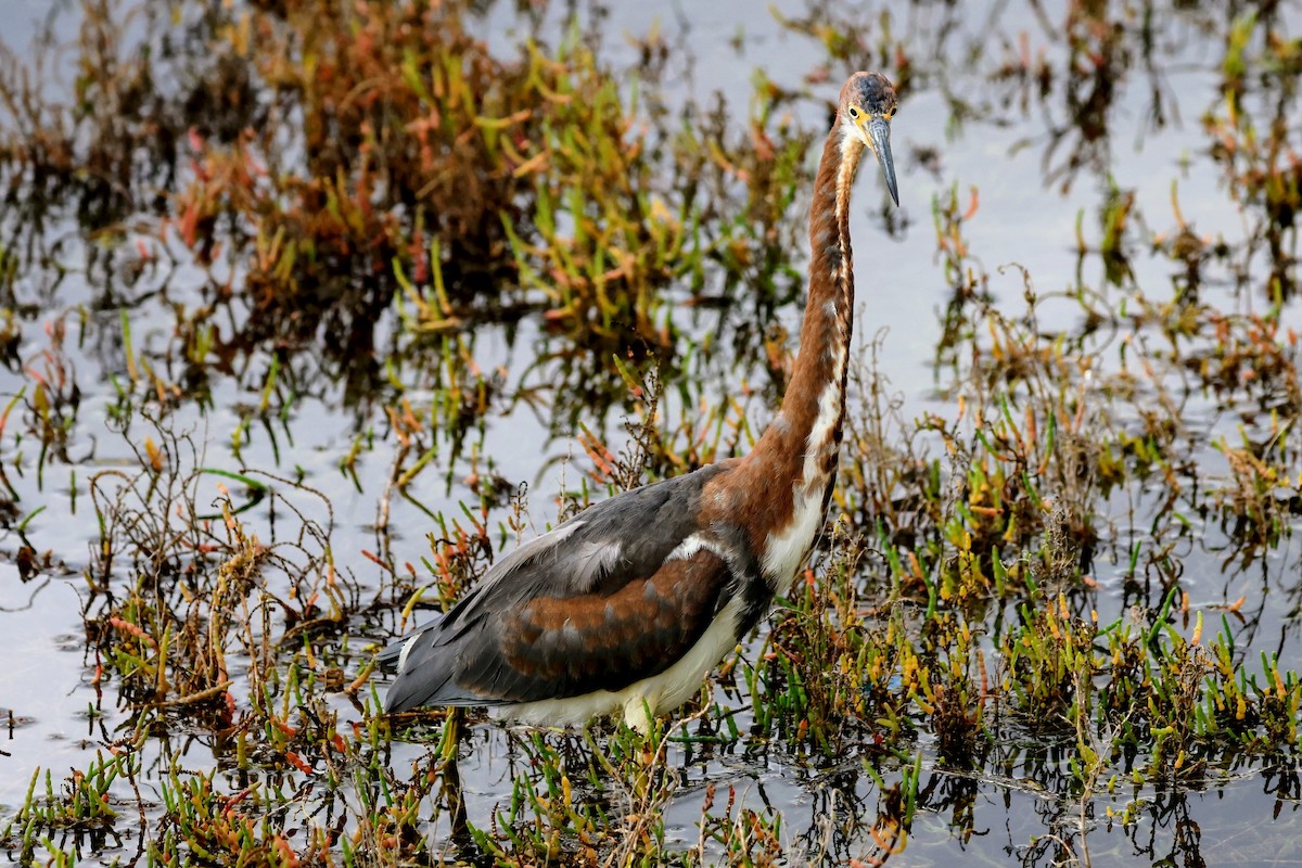 Tricolored Heron - ML645683627