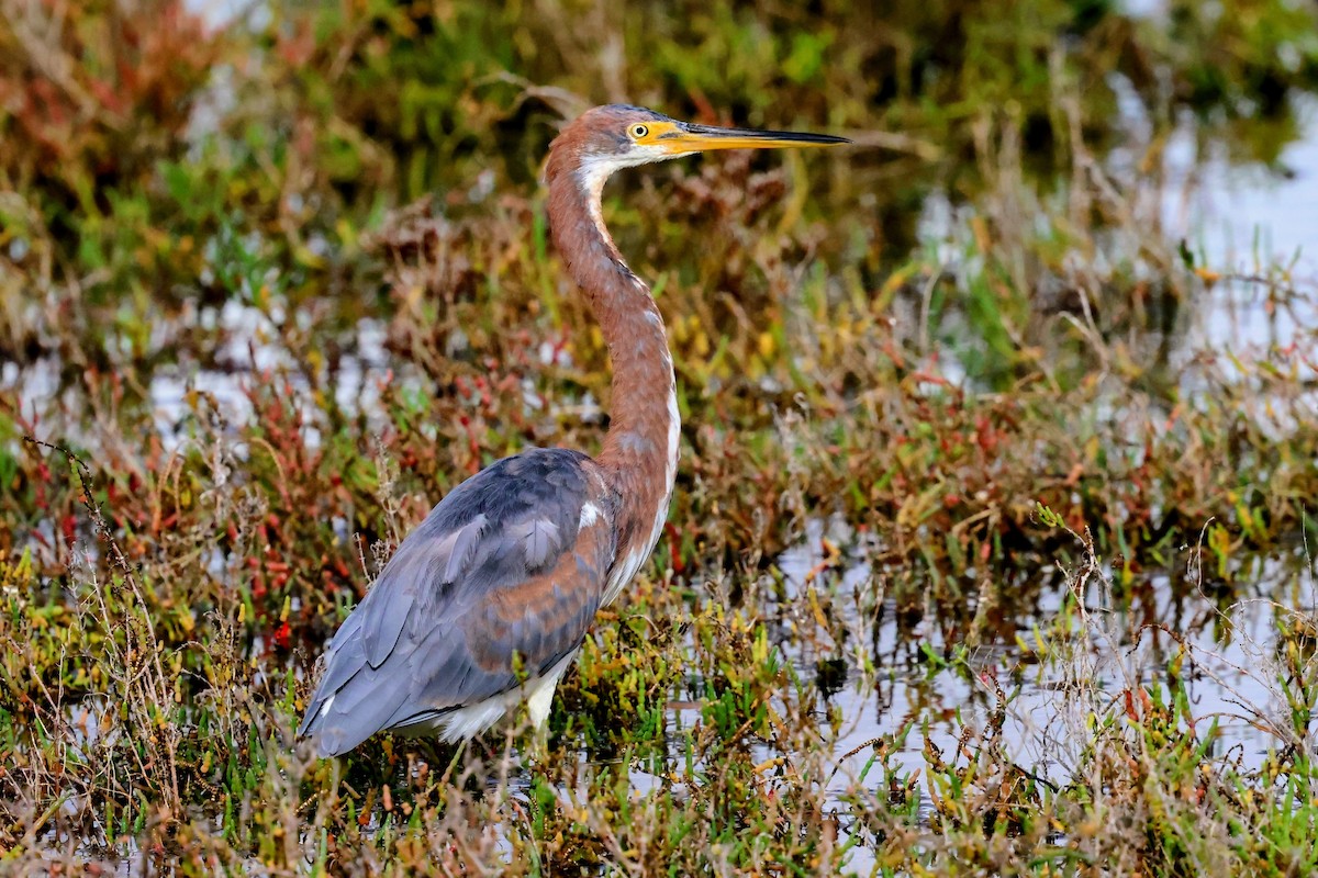 Tricolored Heron - ML645683628