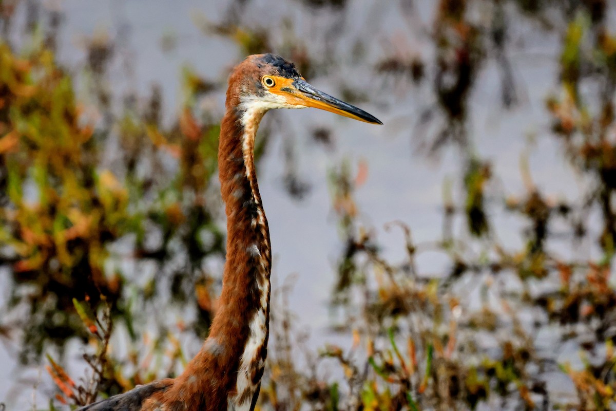 Tricolored Heron - ML645683629