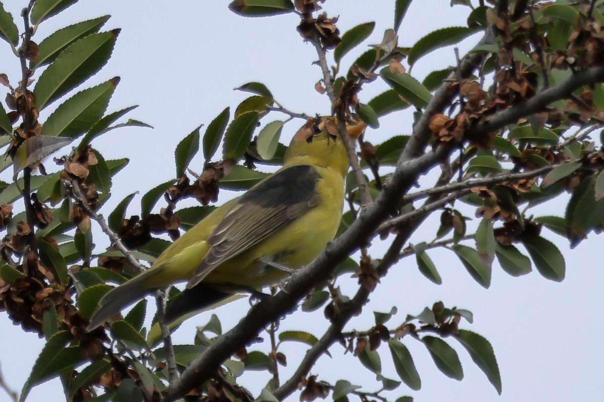 Піранга кармінова - ML645683630