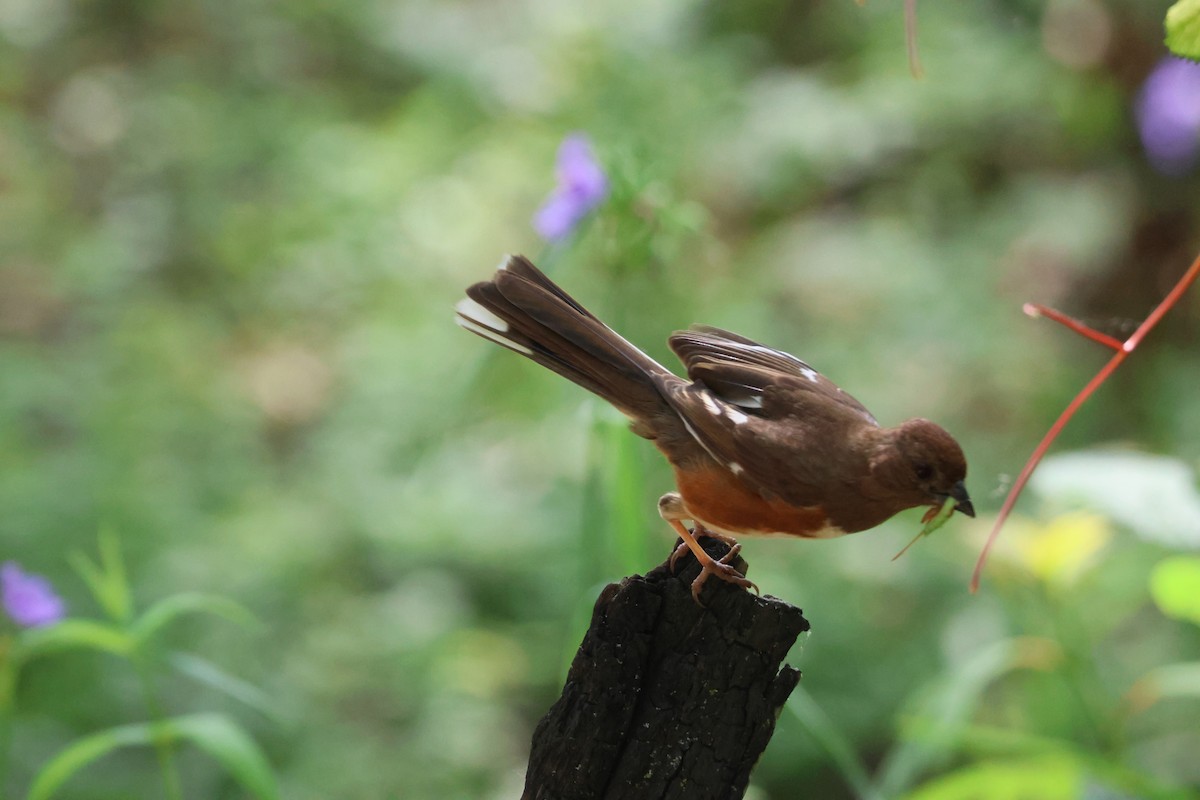 Eastern Towhee - ML645683631