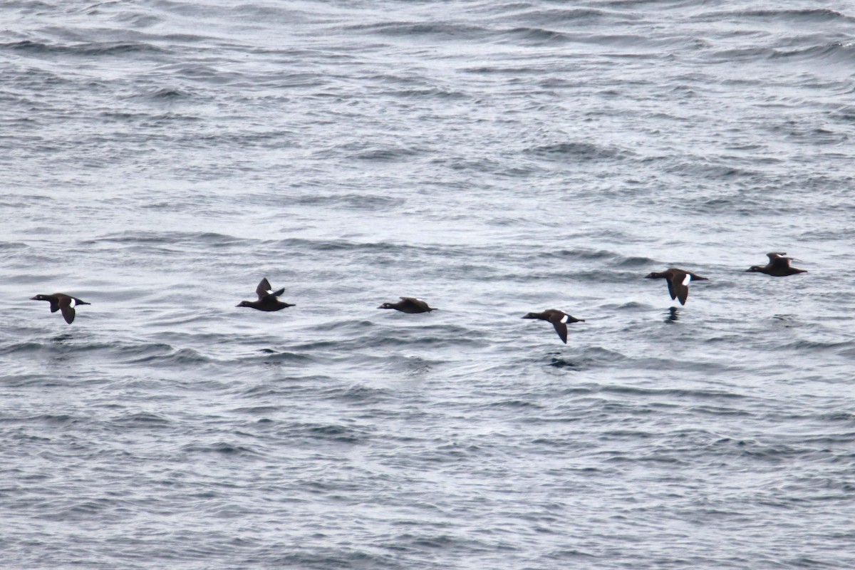 White-winged Scoter - ML645683635