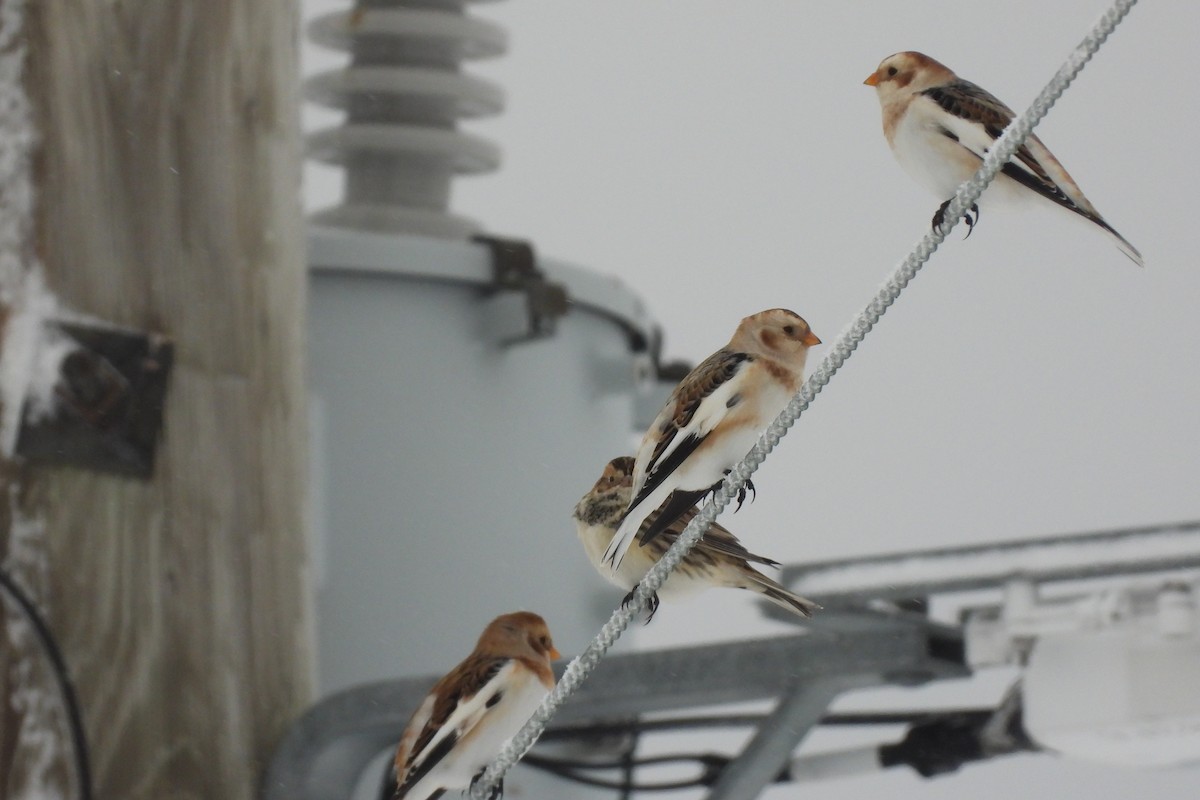 Lapland Longspur - ML645683636