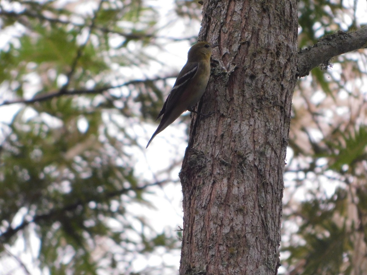 Bay-breasted Warbler - ML645683642