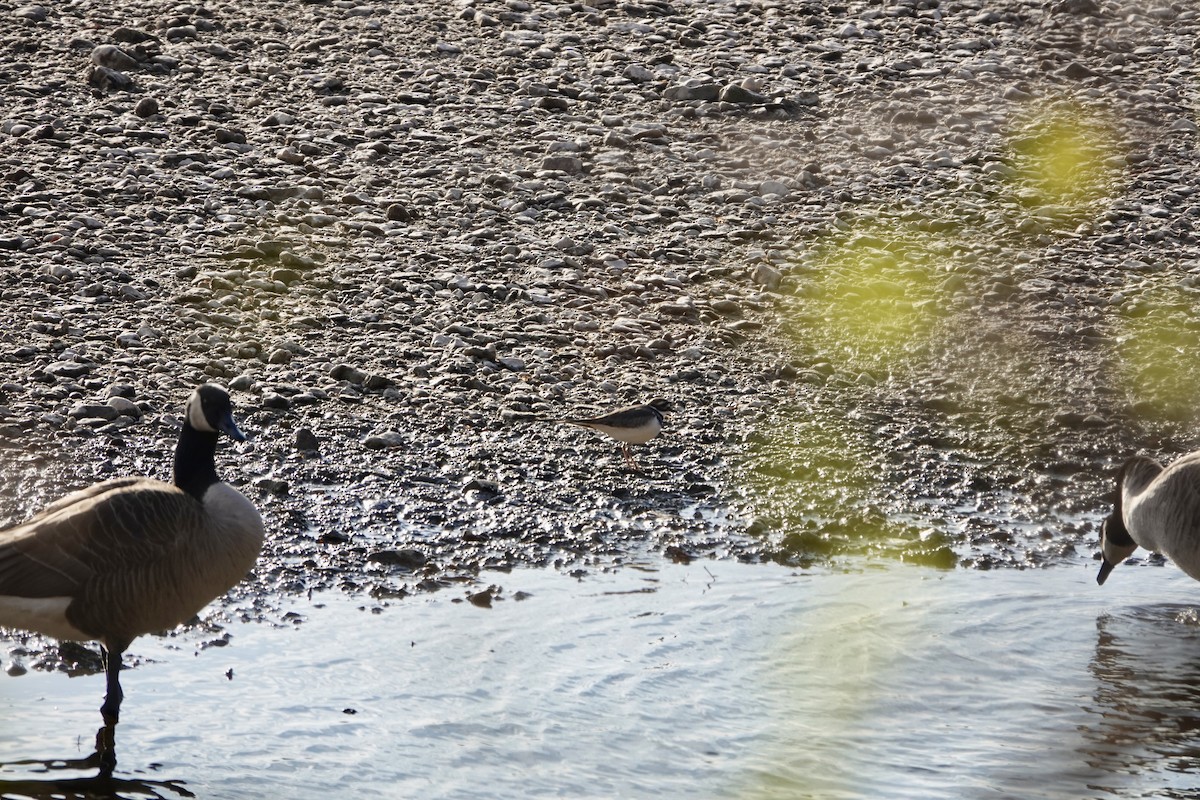 Killdeer - ML645683649