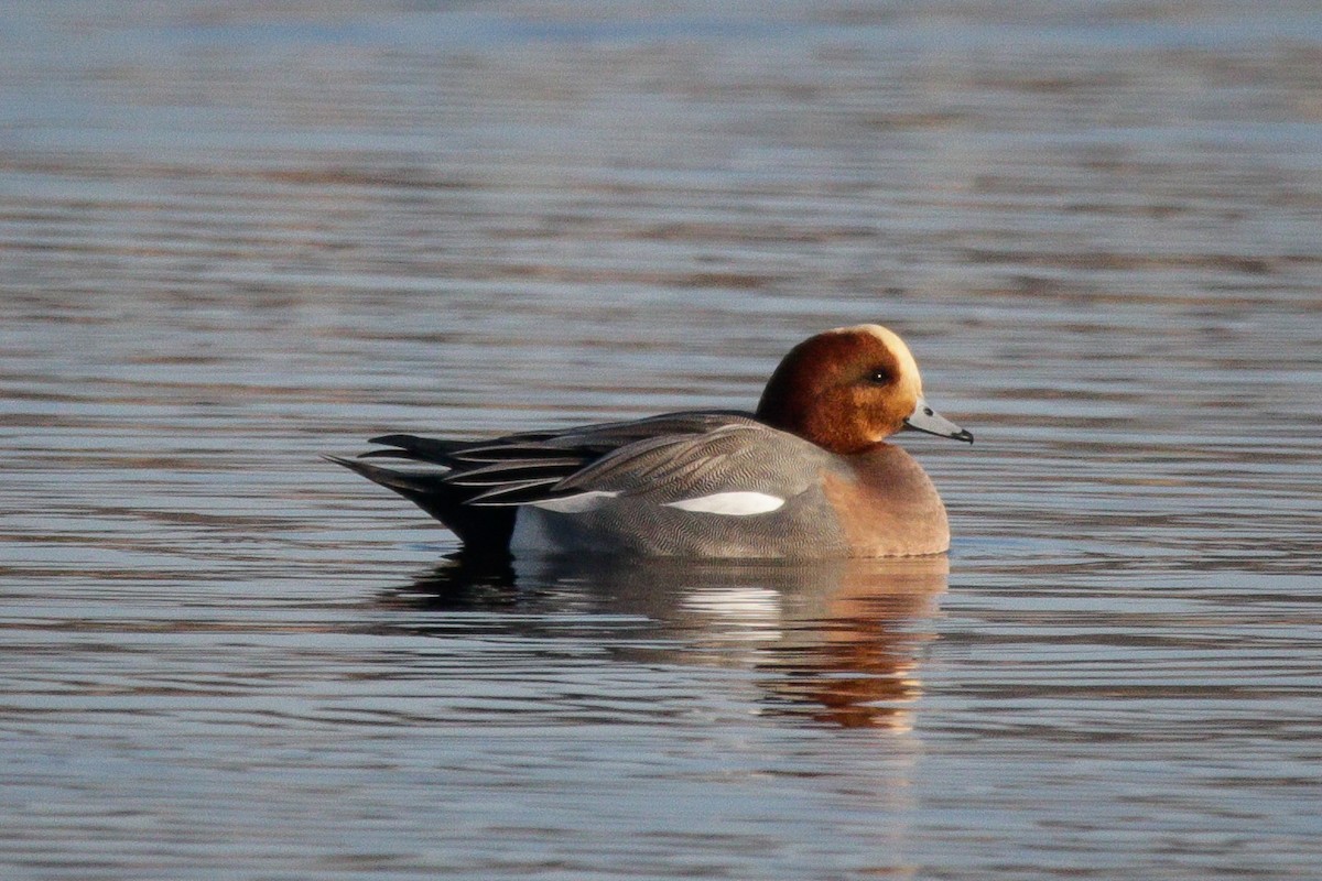 Eurasian Wigeon - ML645683650