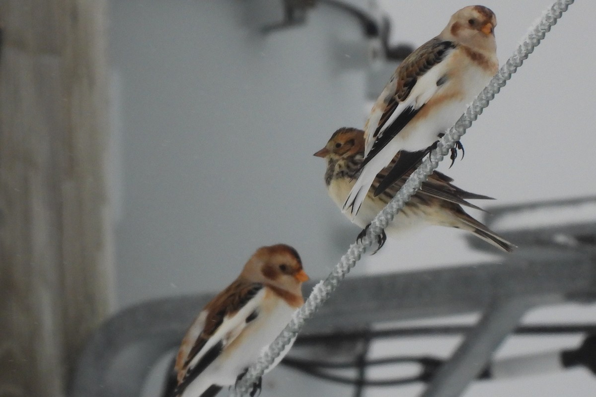 Lapland Longspur - ML645683654