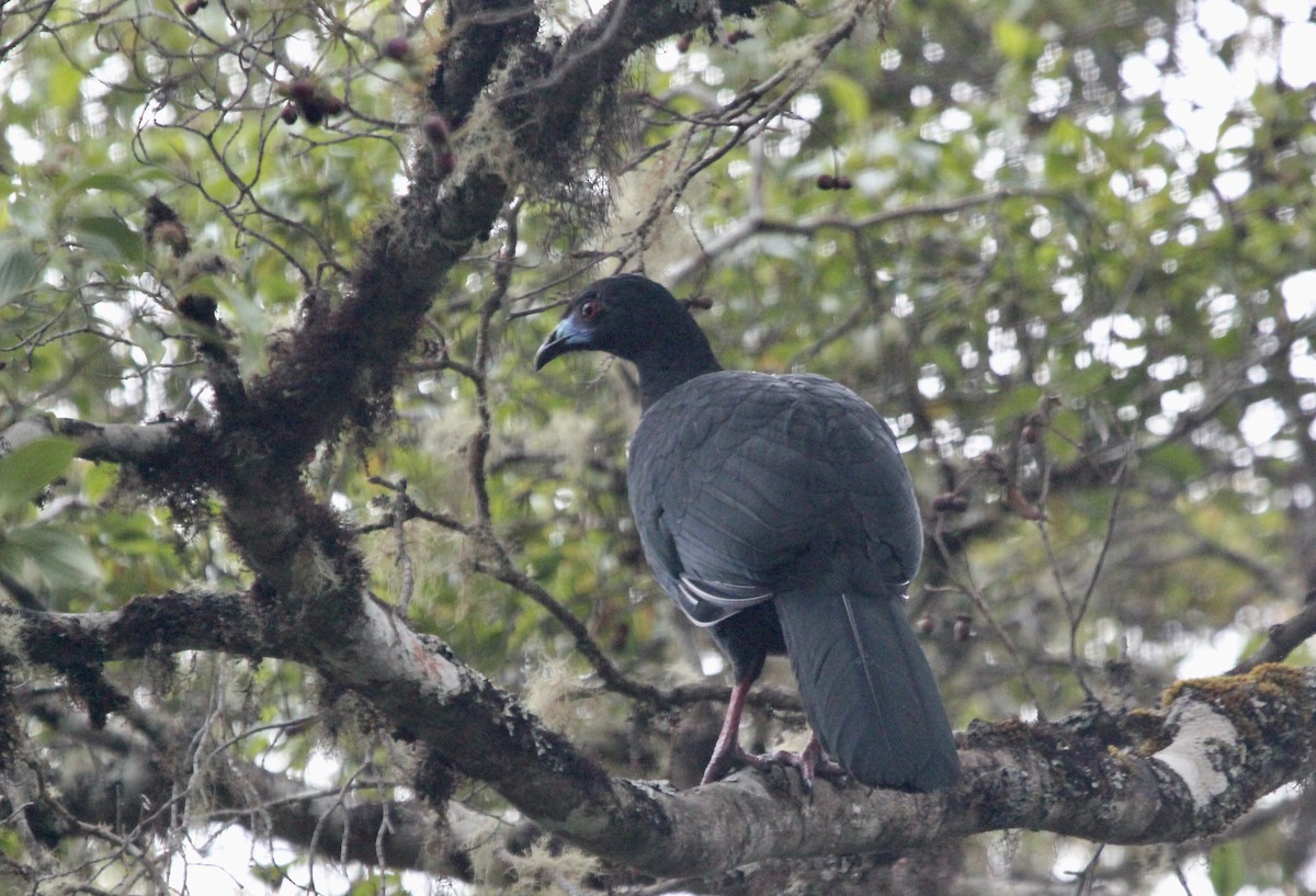 Black Guan - ML645683657
