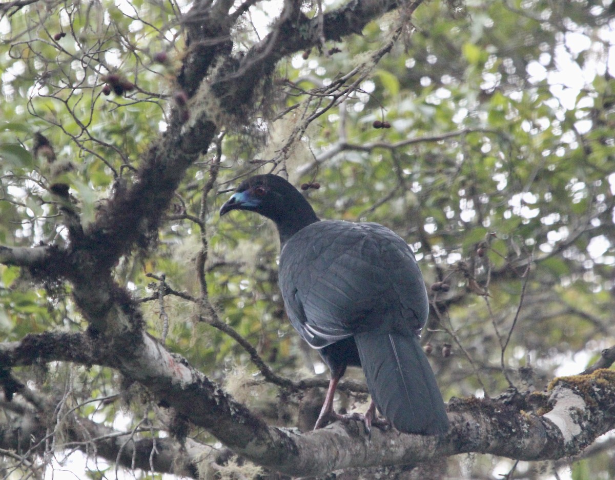 Black Guan - ML645683658