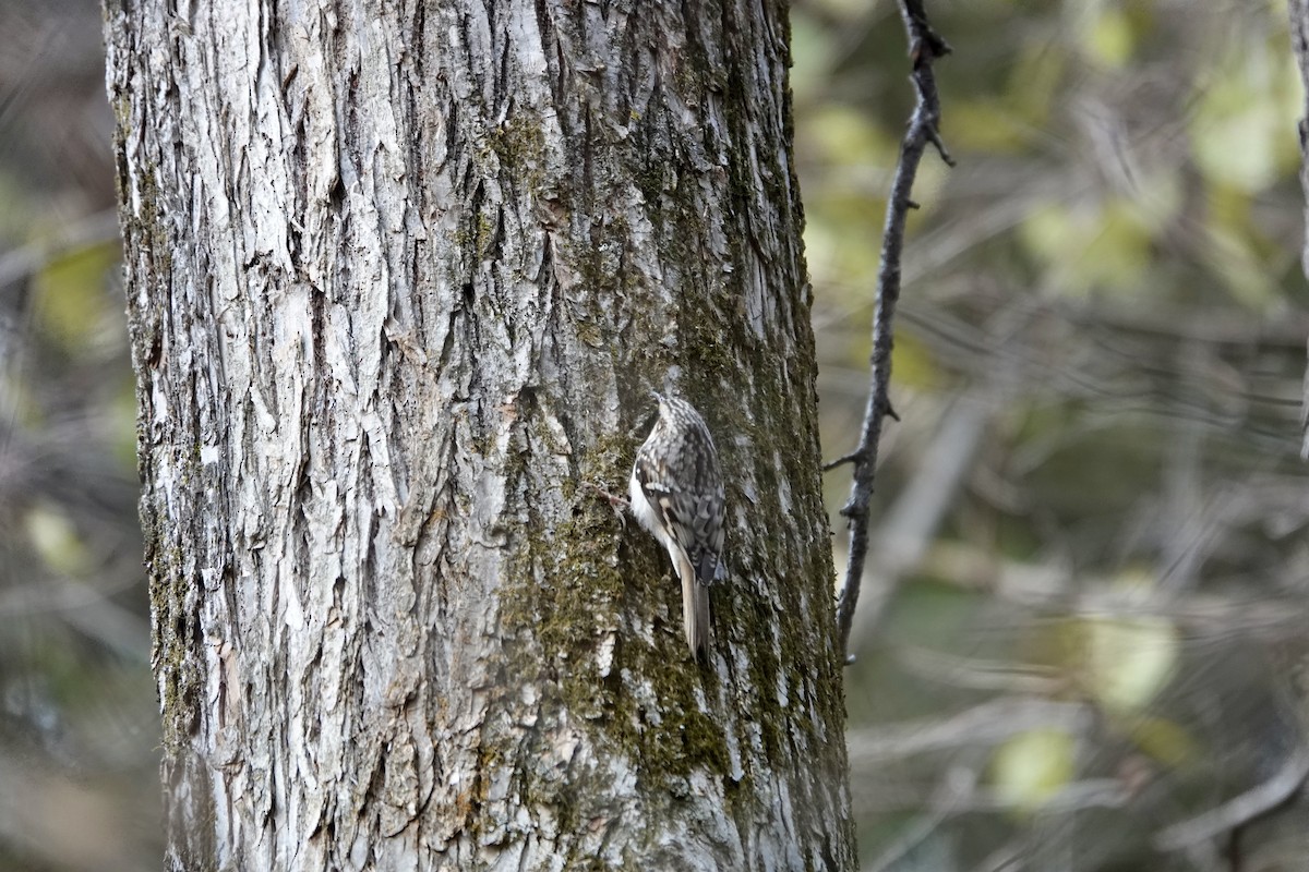 Brown Creeper - ML645683660