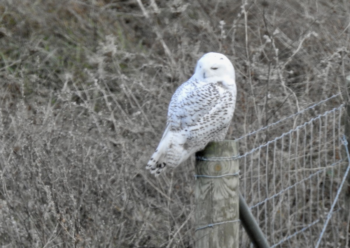 Snowy Owl - ML645683676