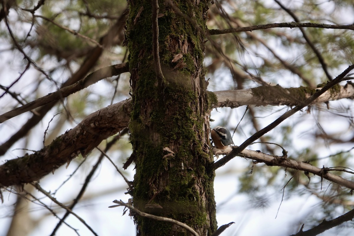 Red-breasted Nuthatch - ML645683677