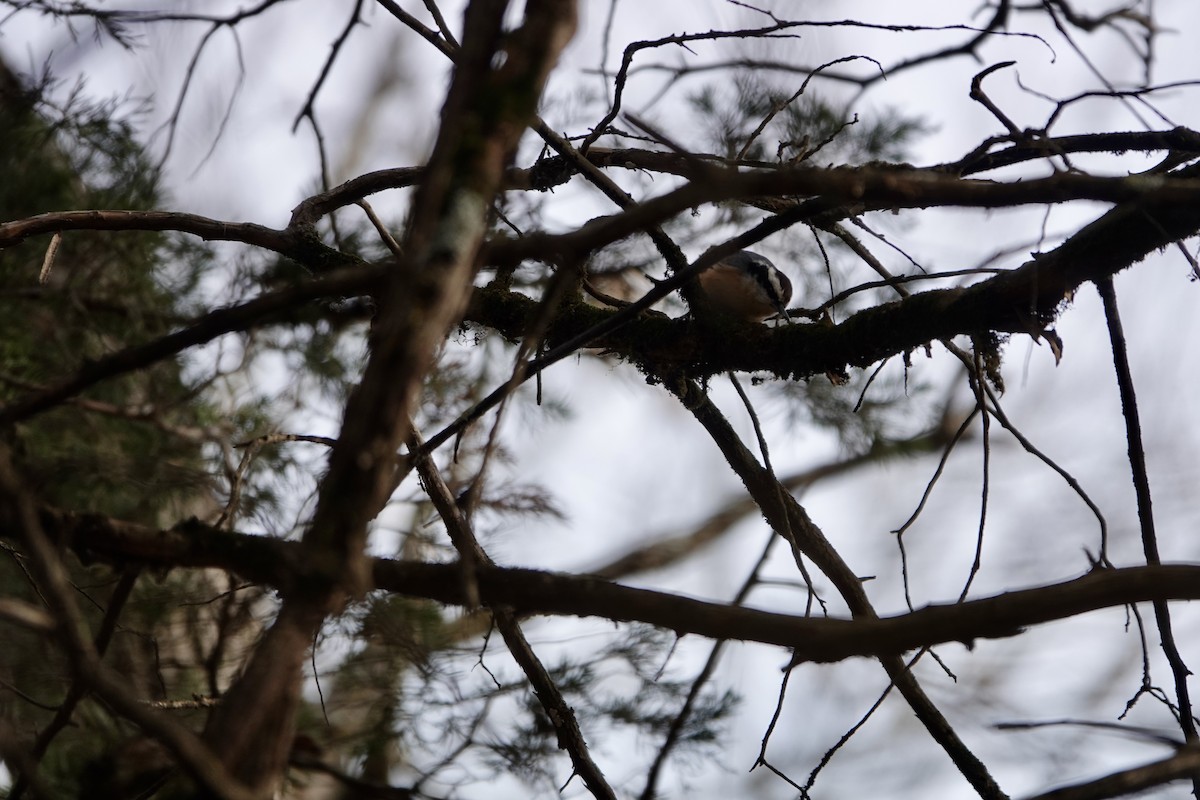 Red-breasted Nuthatch - ML645683680