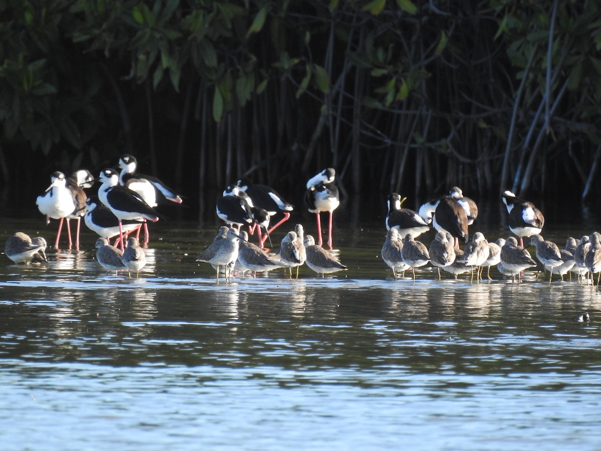 Black-necked Stilt - ML645683682