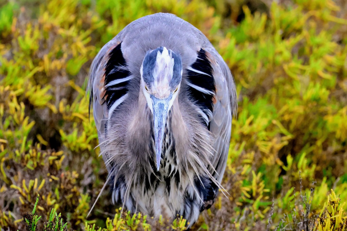 Great Blue Heron - ML645683683