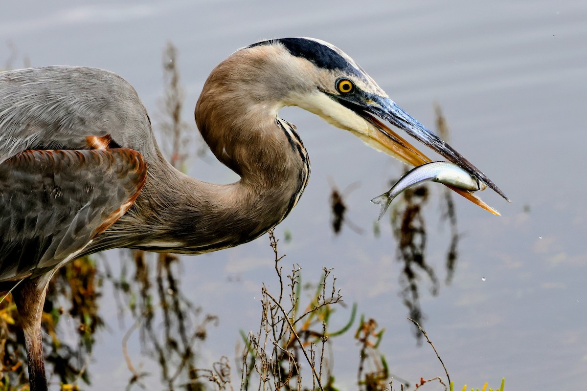 Great Blue Heron - ML645683684