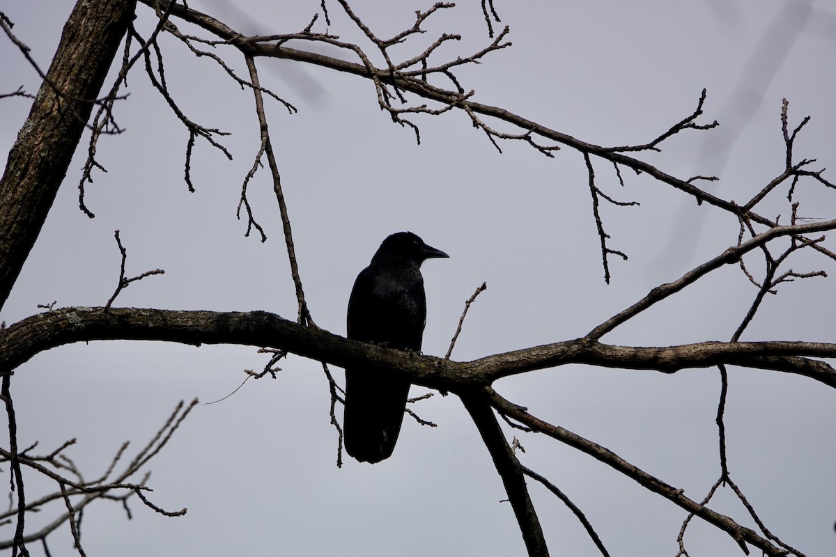 American Crow - ML645683688