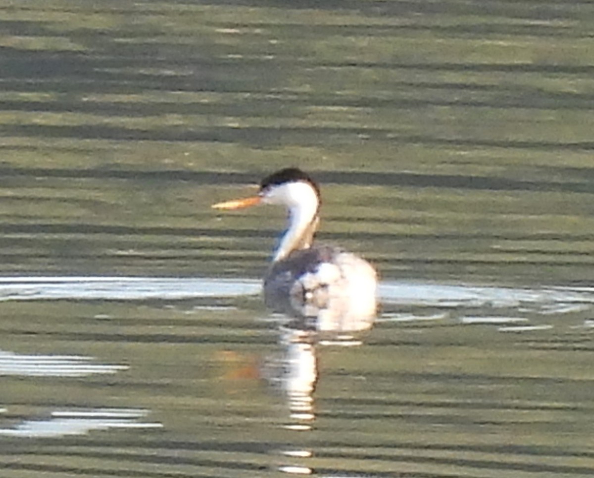 Clark's Grebe - ML645683703