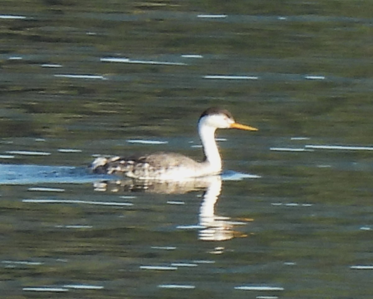 Clark's Grebe - ML645683705