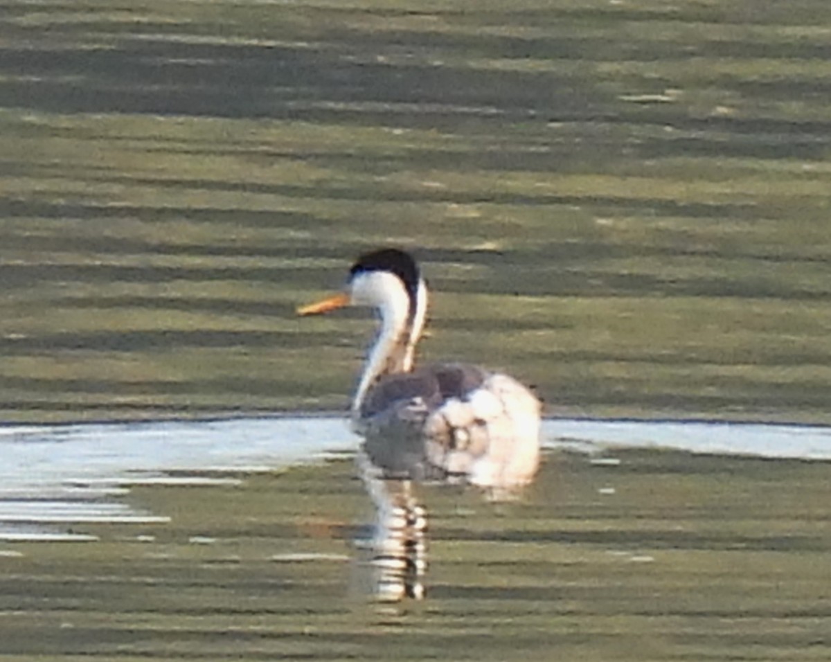 Clark's Grebe - ML645683706