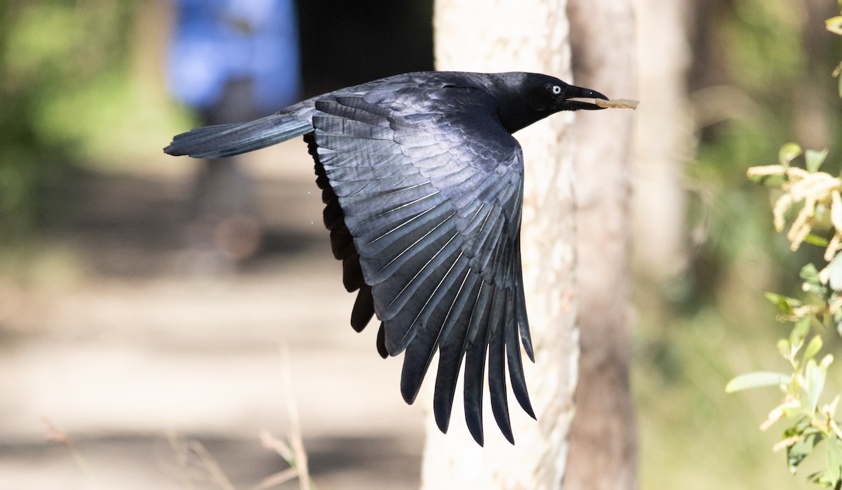 Torresian Crow - ML645683716