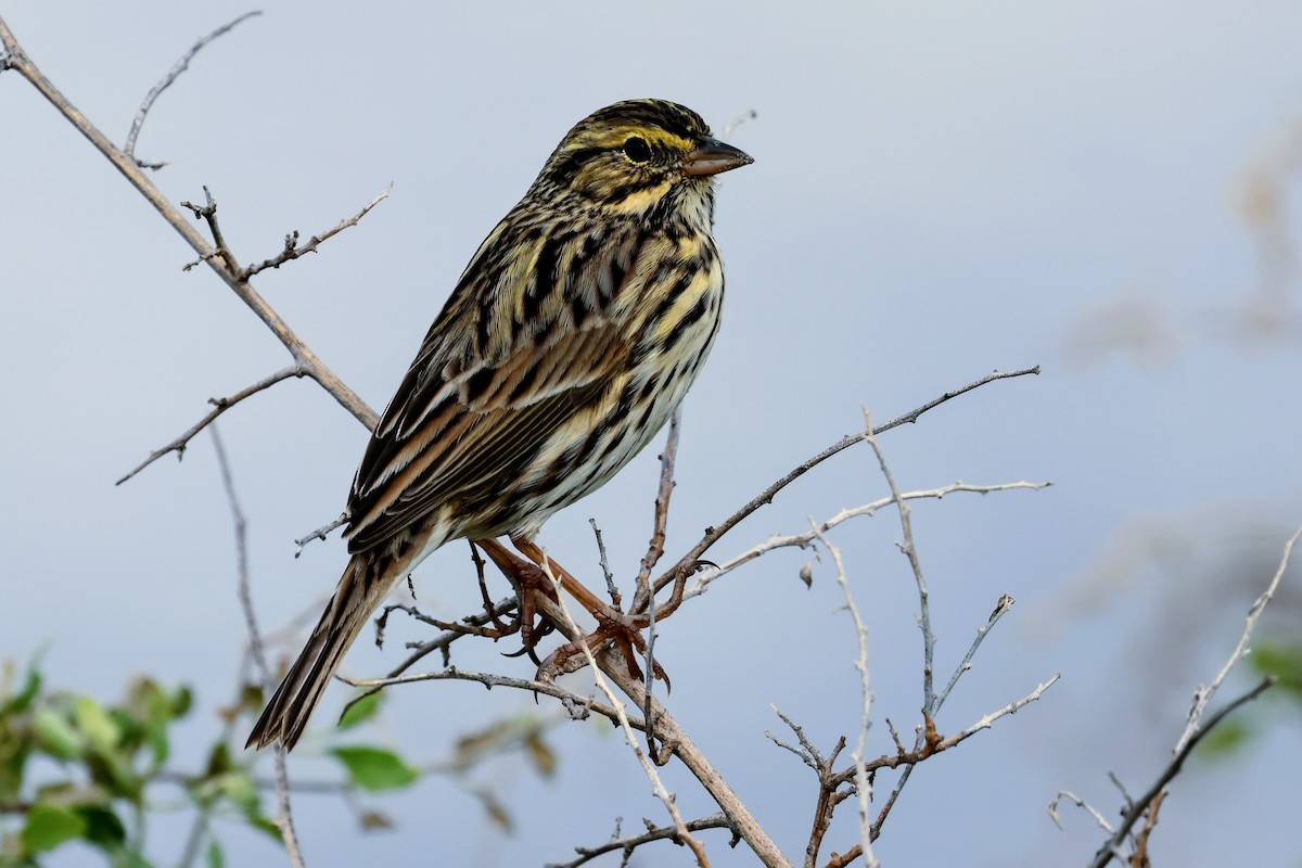 Savannah Sparrow - ML645683718