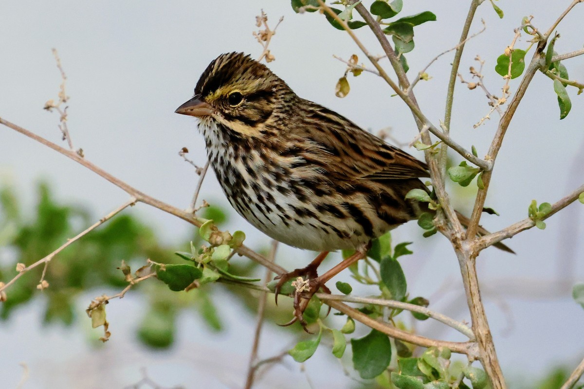Savannah Sparrow - ML645683719