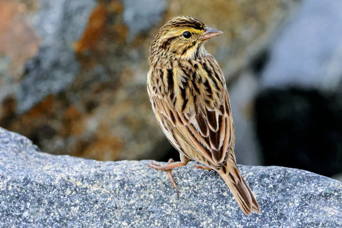 Savannah Sparrow - ML645683720