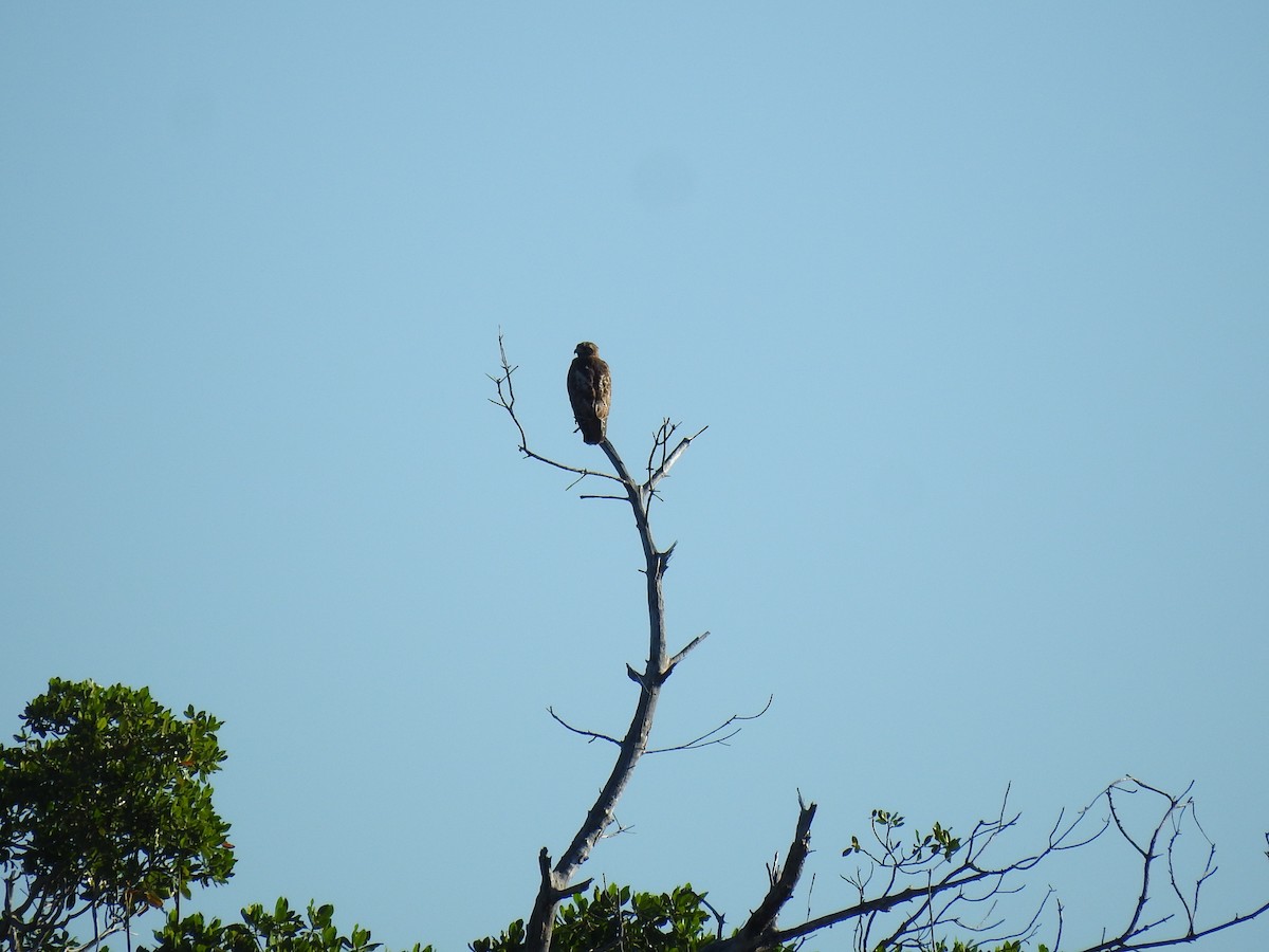 Poiana codarossa - ML645683736