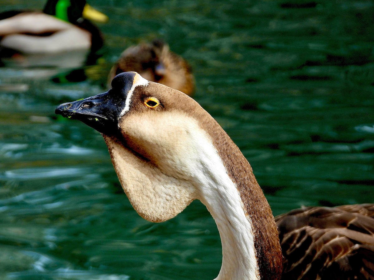 Ánsar Cisnal (variedad doméstica) - ML645683739