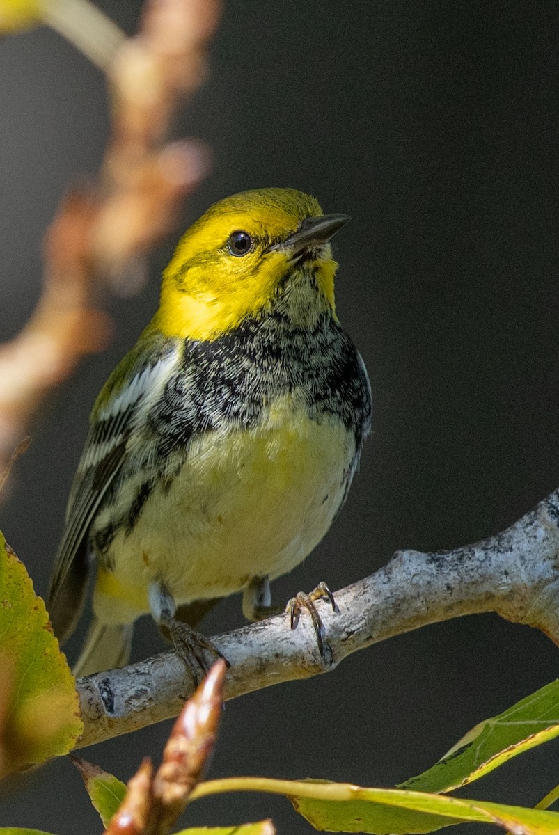 Black-throated Green Warbler - ML645683740