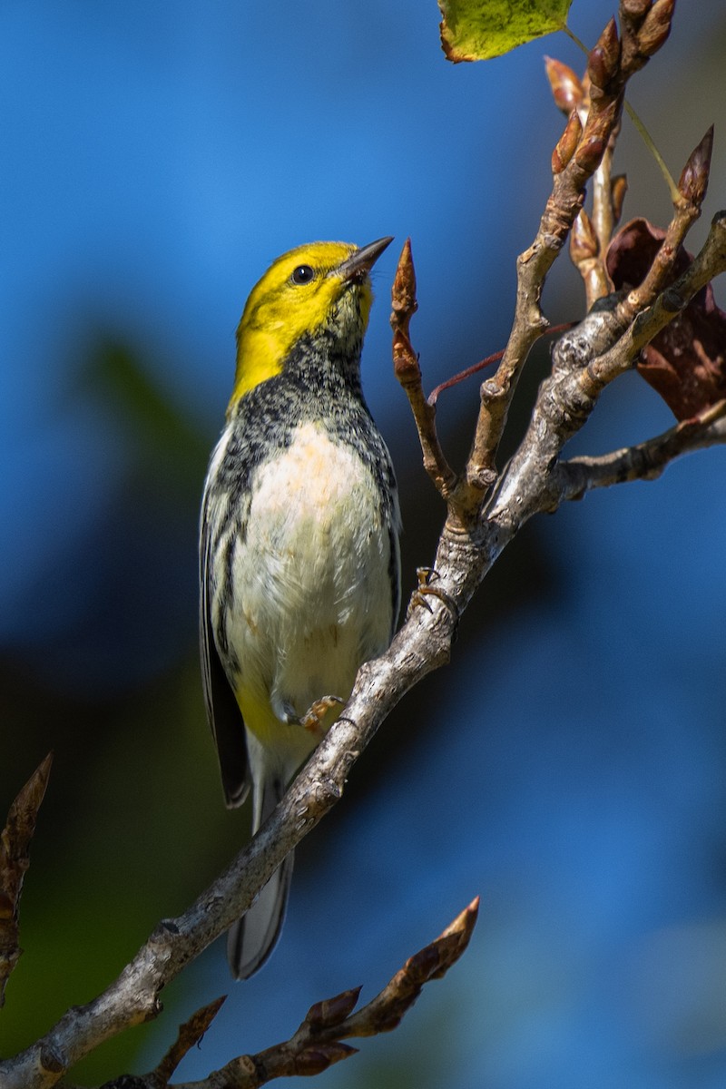 Black-throated Green Warbler - ML645683741