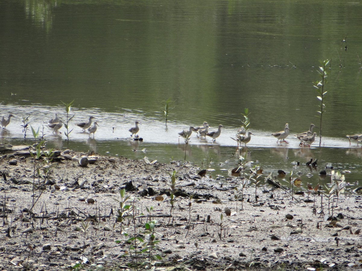 Common Redshank - ML645683748